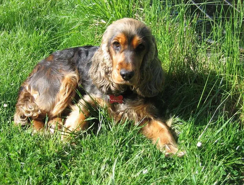 Andachtsbild von Christine mit Amy tief im❤️(verst.13.11.2020)