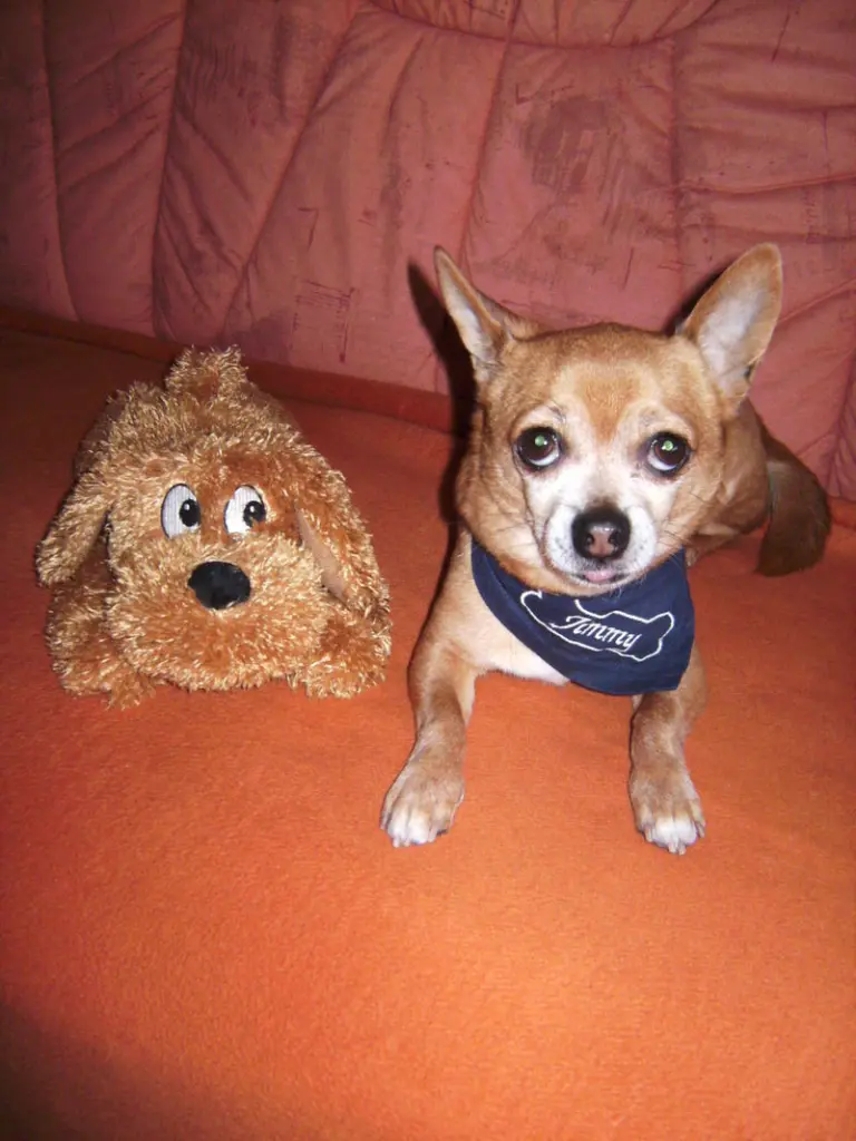 Condolence image of Irene mit Seelenhund *Jimmy * tief im Herzen