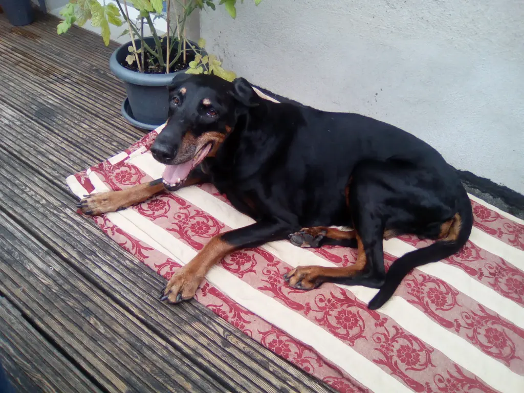 Image from Alegra