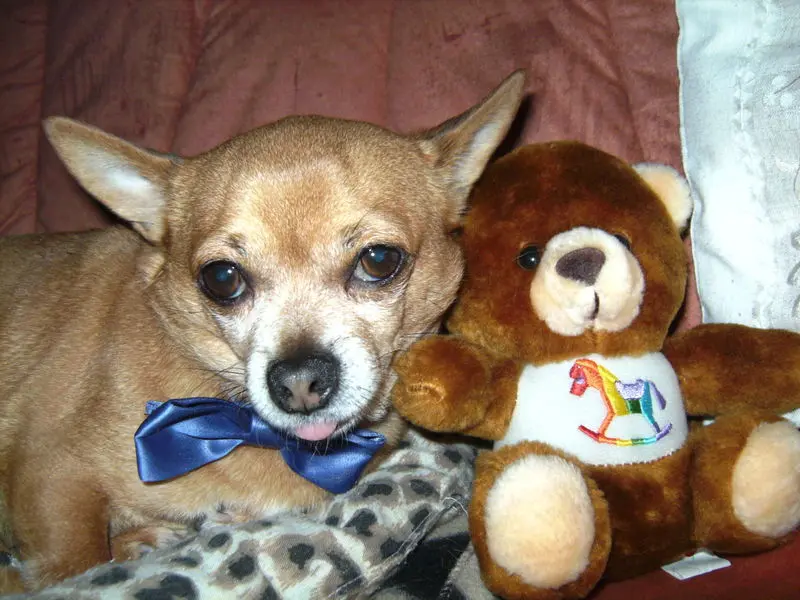 Condolence image of Irene mit *Jimmy * ganz tief im Herzen