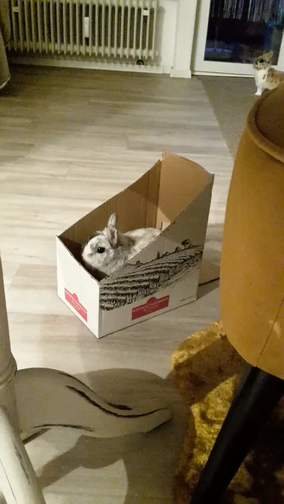 Image from Oskar