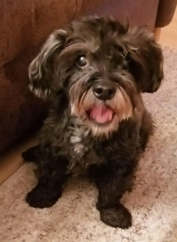 Andachtsbild von Horst und Elke mit Fiby im Herzen (+30.9.20)