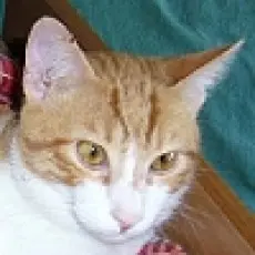 Image from Felix
