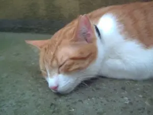 Image from Felix