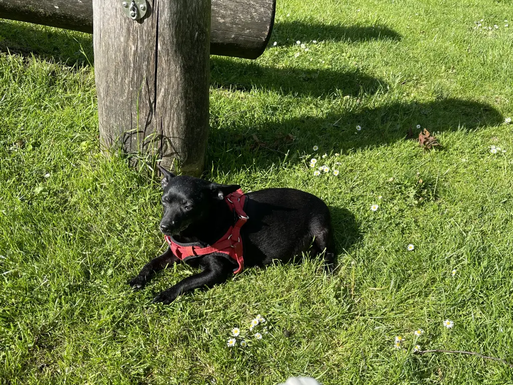 Image from Kropka