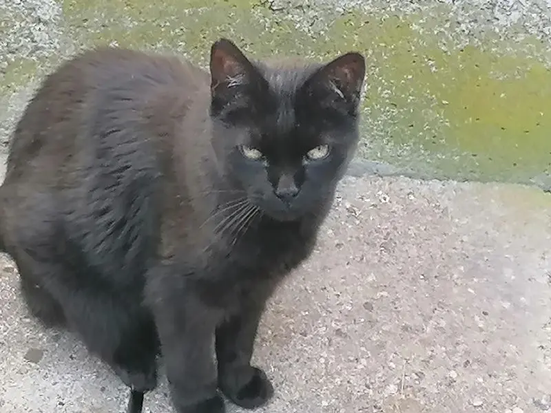 Andachtsbild von Andrea