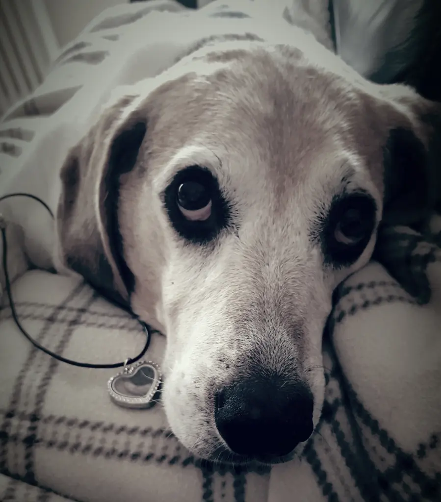 Image from Lucky (Lulu)