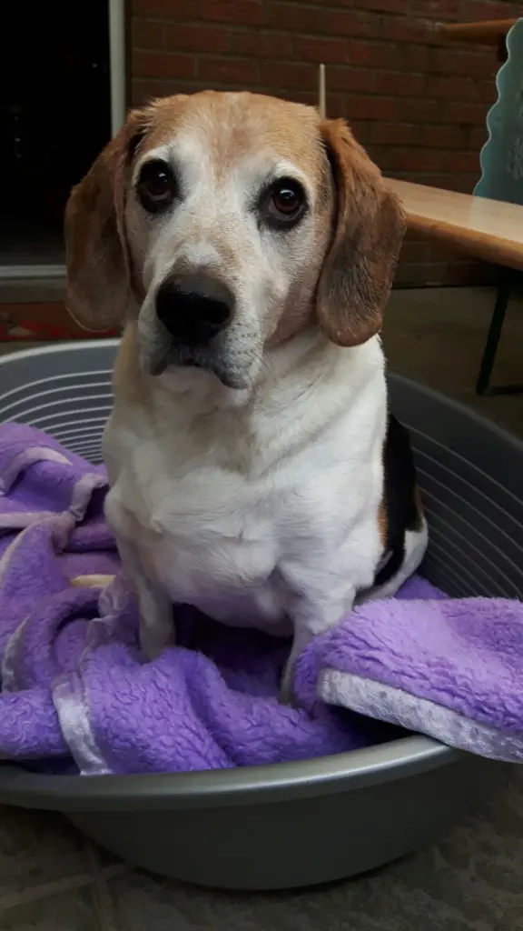 Image from Lucky (Lulu)