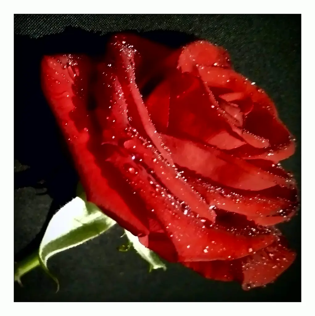 Image from Baily Blue