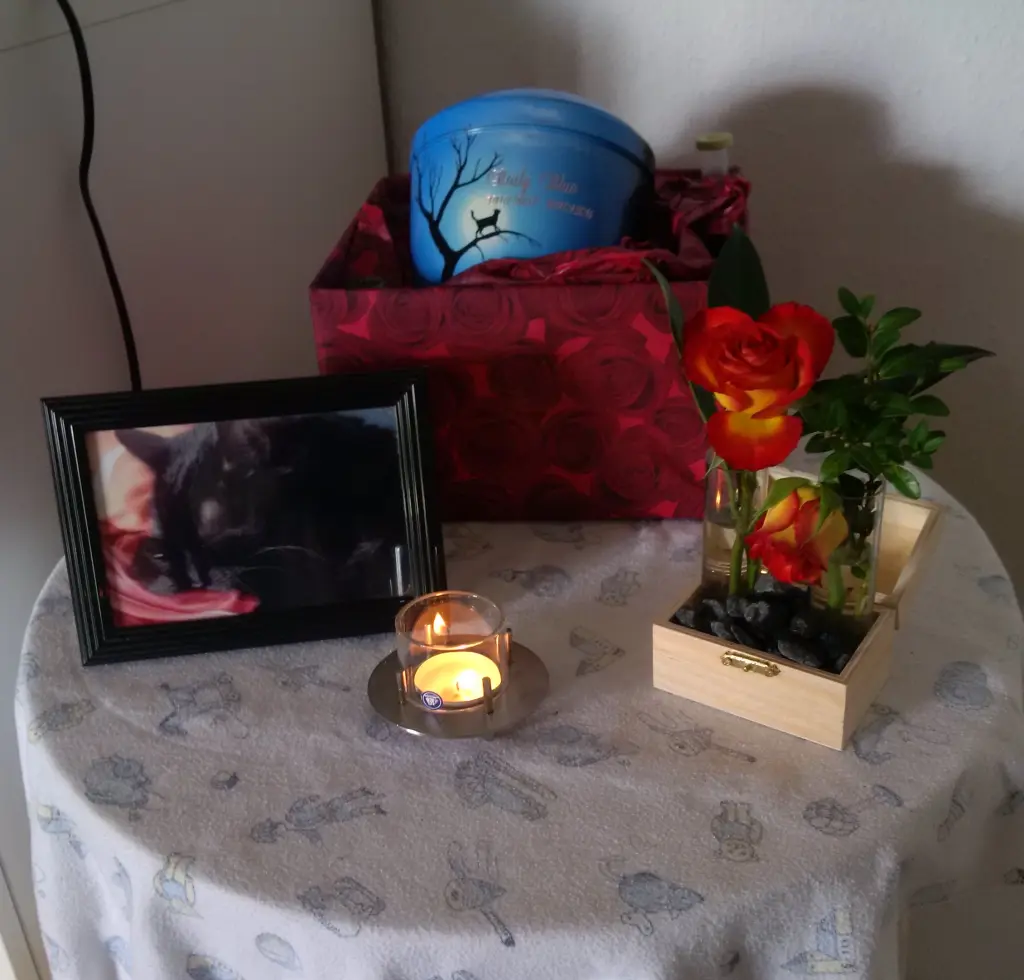 Image from Baily Blue