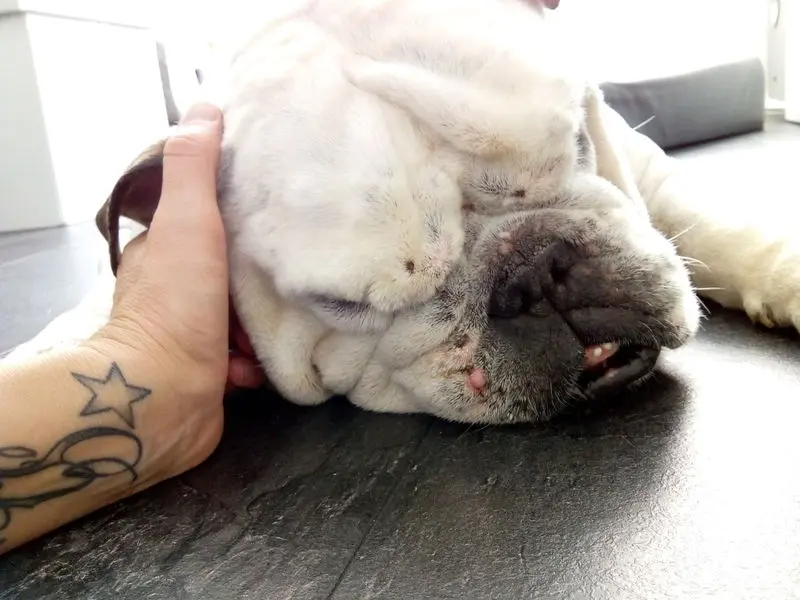 Condolence image of Yvonne mit King tief im Herzen❤️✝️13.09.2019 (eng. Bulldog)
