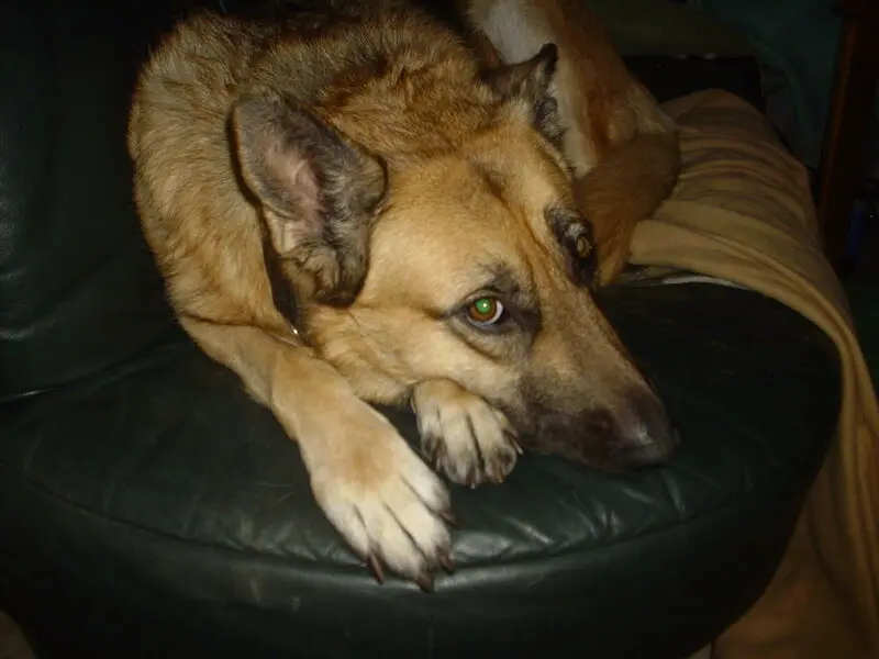 Condolence image of Bodo