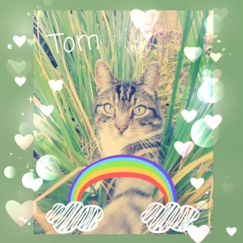 Image from Tom