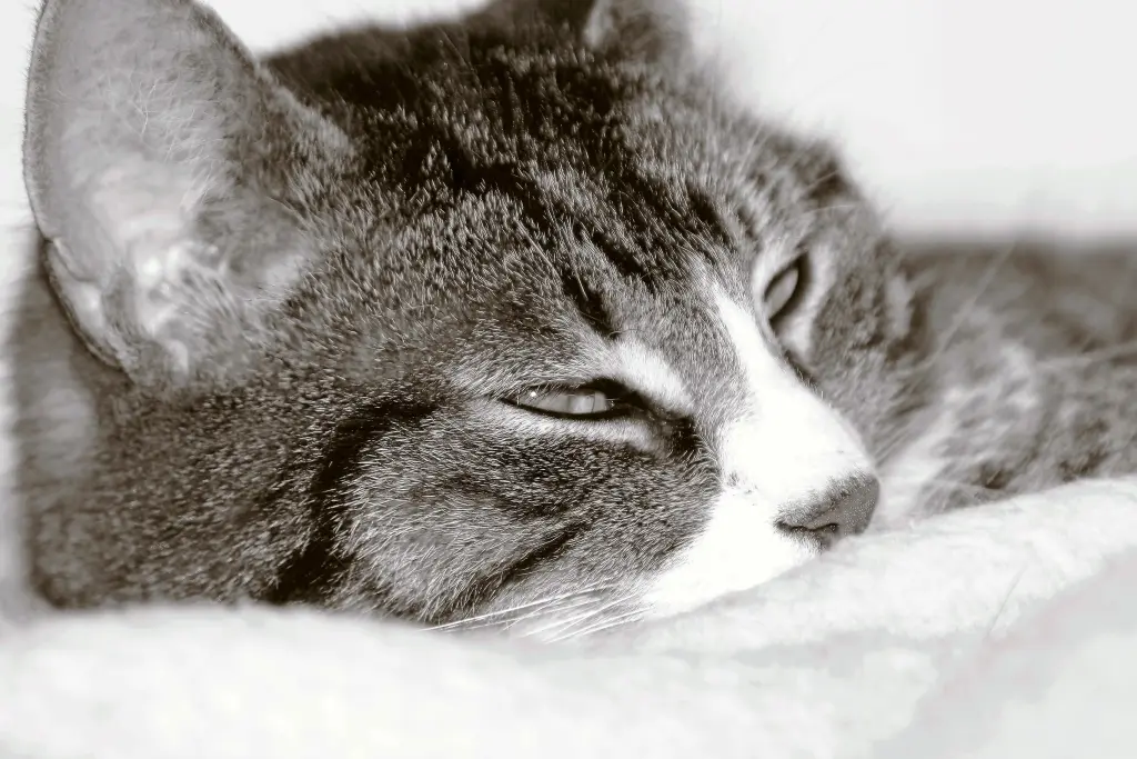 Image from Idefix