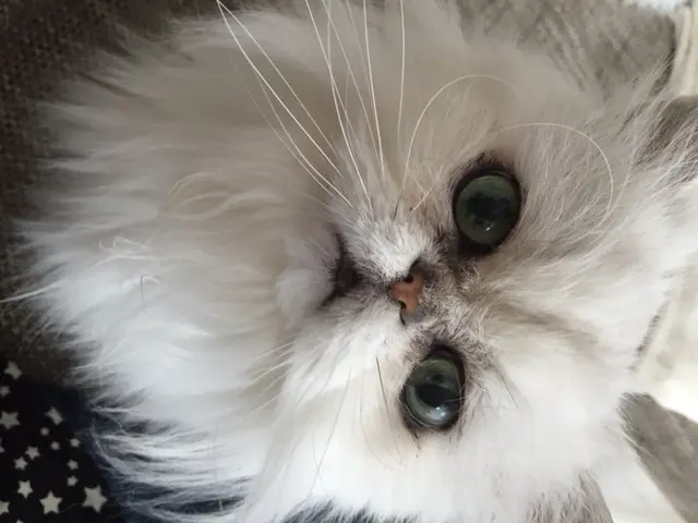 Image from Sammy
