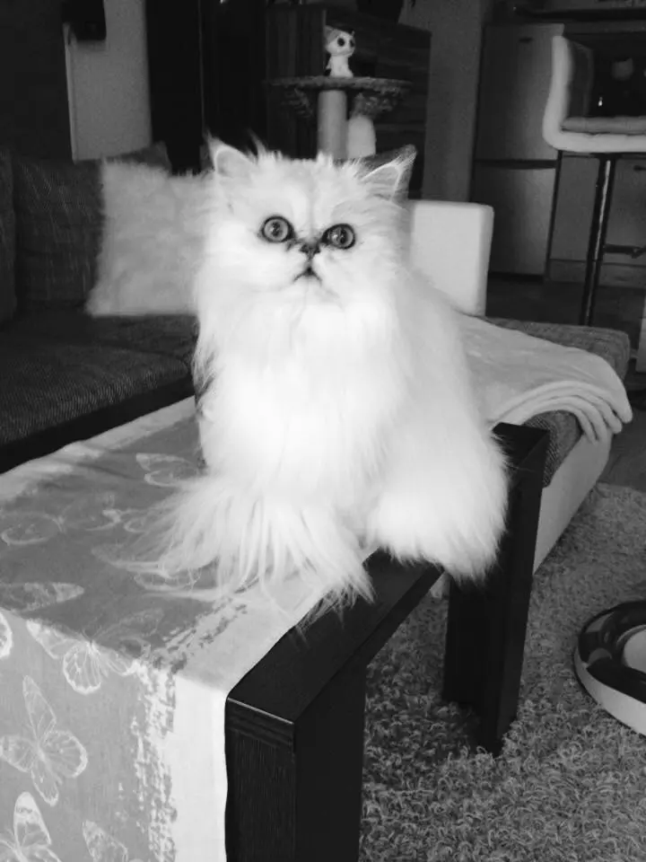 Image from Sammy