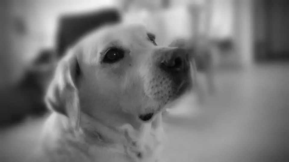 Image from MARLEY