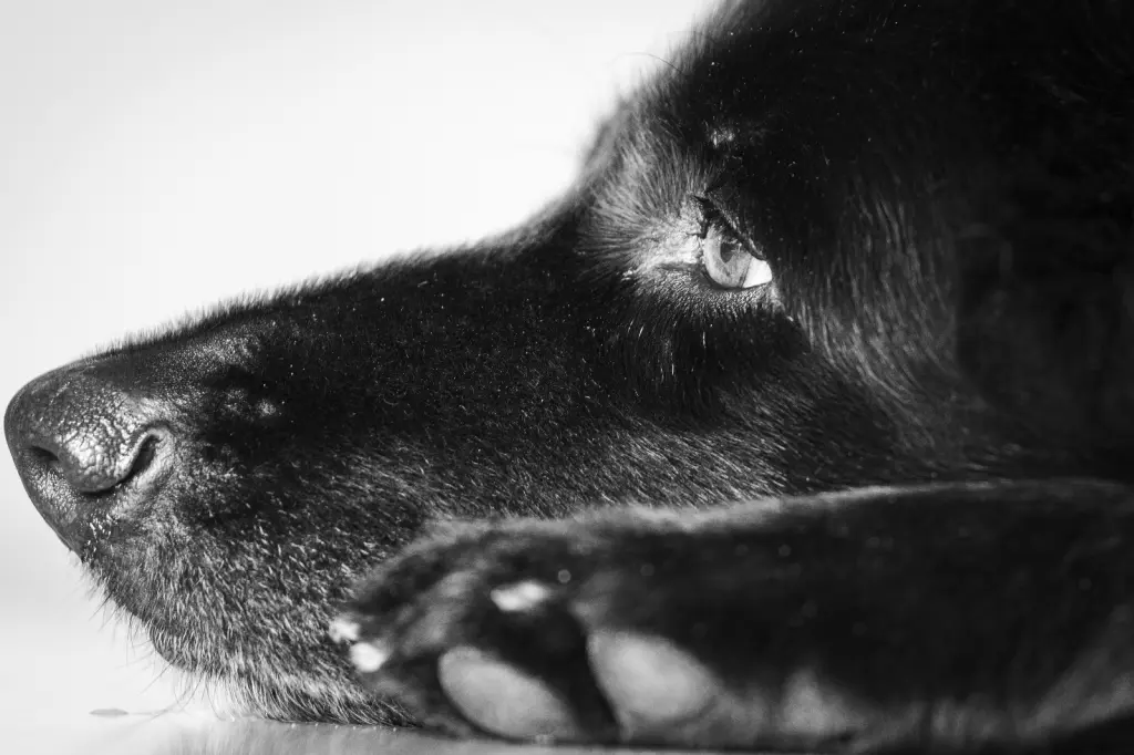 Condolence image of Uschi