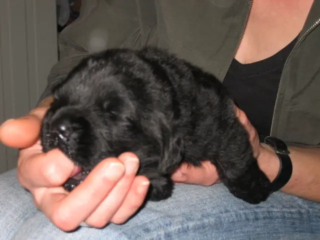Image from Willi