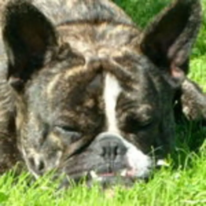 Condolence image of Eva mit Paco