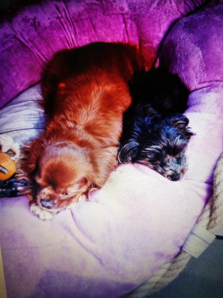 Image from Tiffy