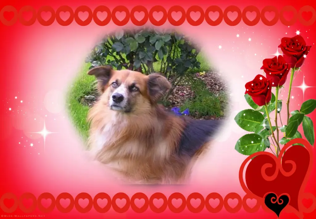 Condolence image of Fur Liebe Amor❤