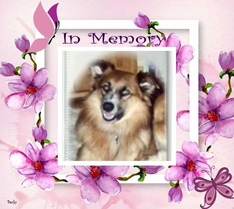 Condolence image of 7.Sternchen❤️Gedenktag❤️❤️❤️❤️❤️❤️❤️