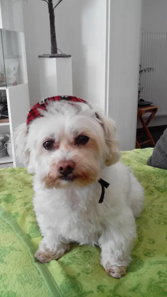 Image from Tiffy