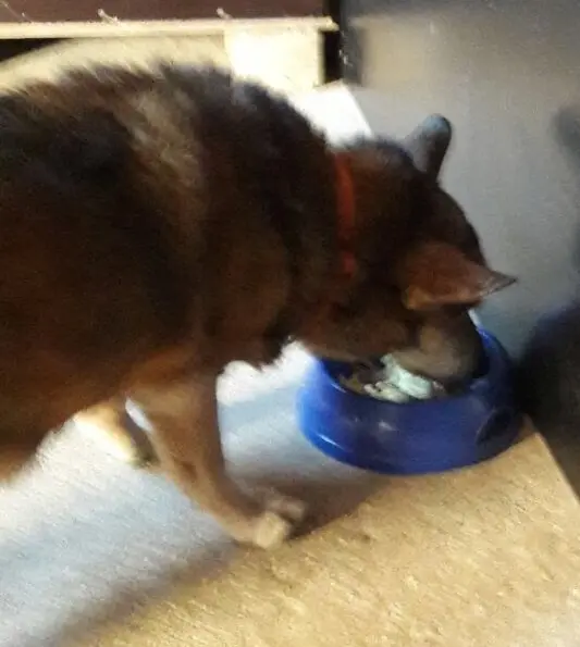 Andachtsbild von Manuela dein Frauchen