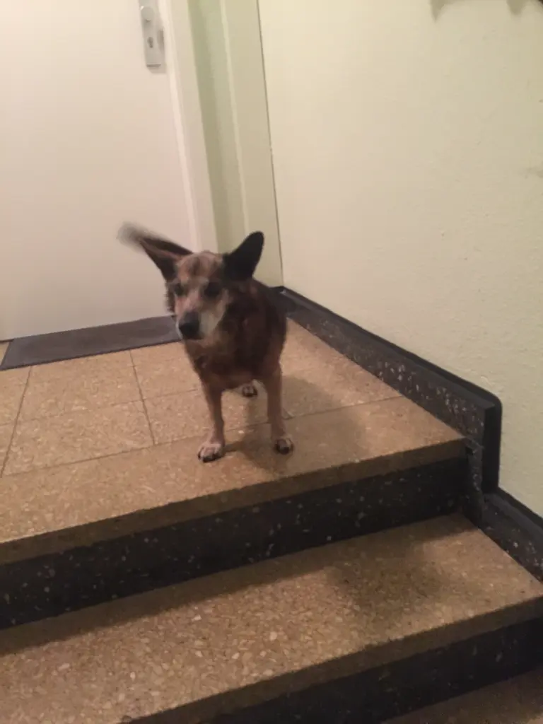 Andachtsbild von Manuela dein Frauchen