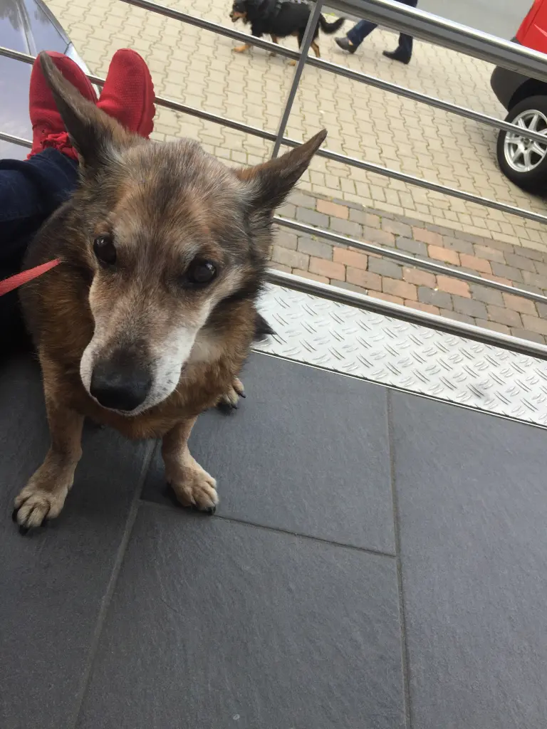 Andachtsbild von Manuela dein Frauchen