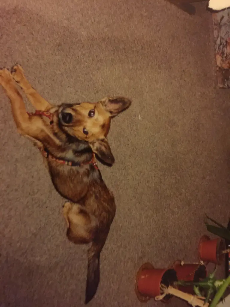 Andachtsbild von Manuela dein Frauchen 