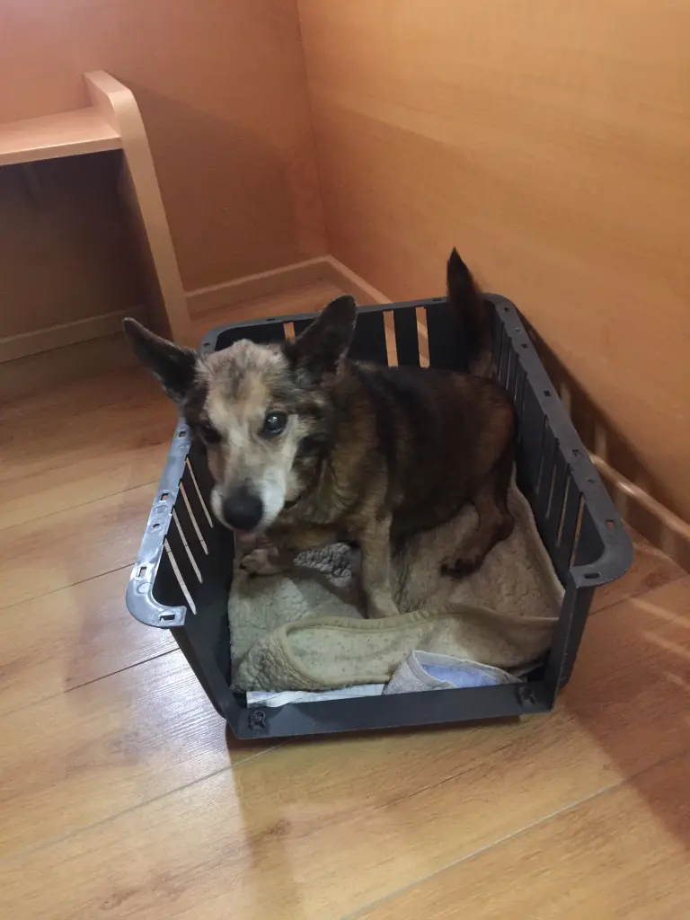 Andachtsbild von Manuela dein Frauchen 