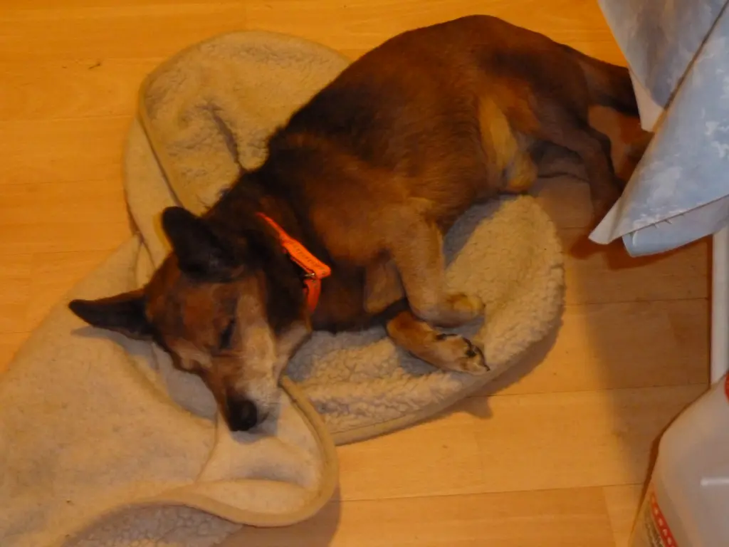 Andachtsbild von Manuela dein Frauchen