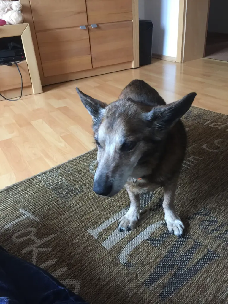 Andachtsbild von Manuela dein Frauchen