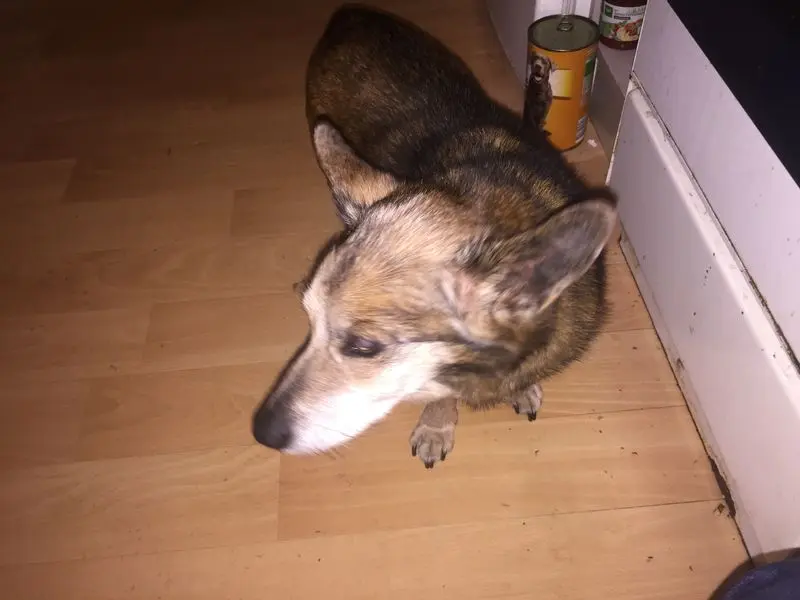 Andachtsbild von Manuela dein Frauchen 