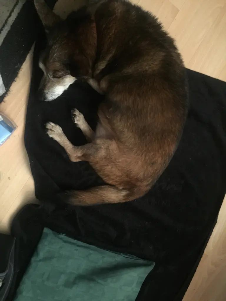 Andachtsbild von Manuela dein Frauchen 