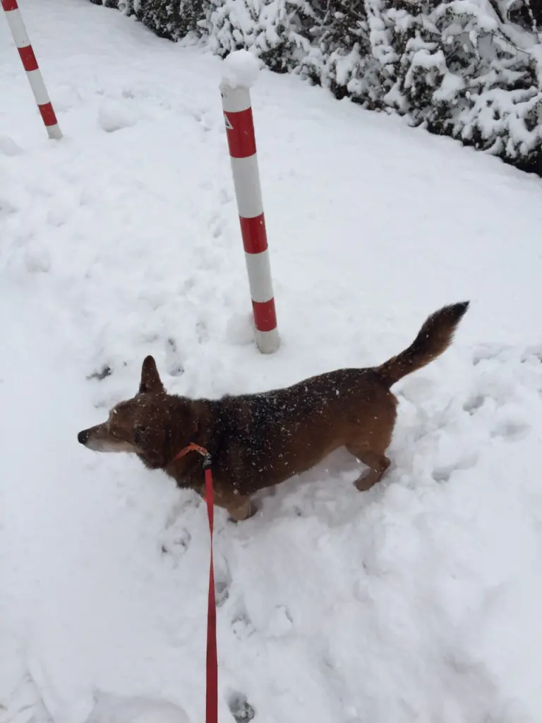 Andachtsbild von Manuela dein Frauchen