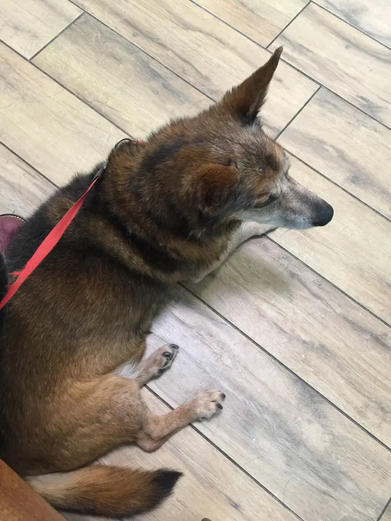 Andachtsbild von Manuela dein Frauchen 