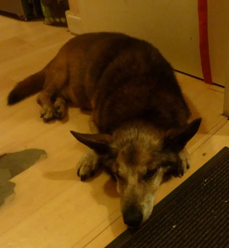 Andachtsbild von Manuela dein Frauchen