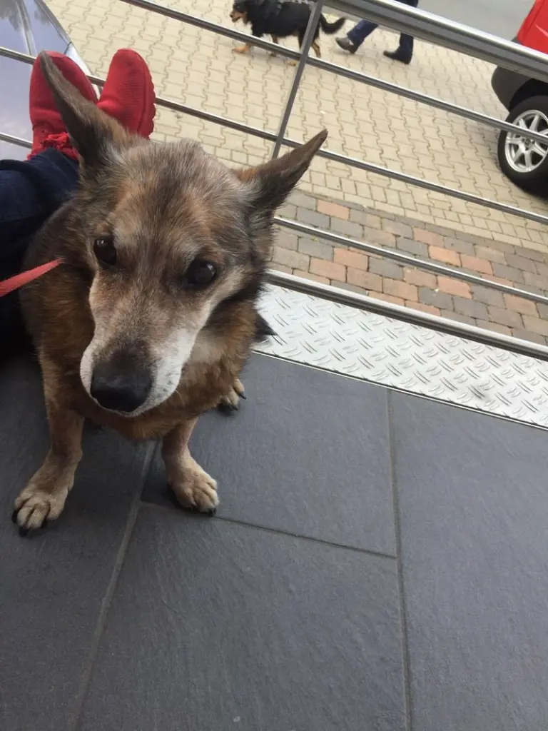 Andachtsbild von Manuela dein Frauchen