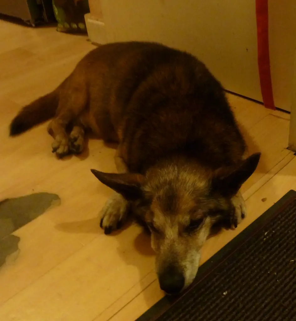 Andachtsbild von Manuela dein Frauchen