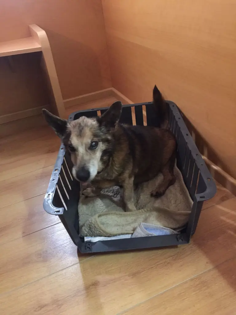 Andachtsbild von Manuela dein Frauchen