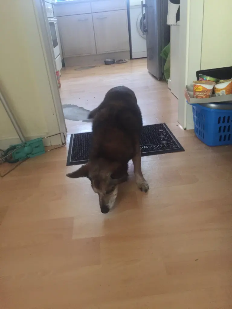 Andachtsbild von Manuela dein Frauchen