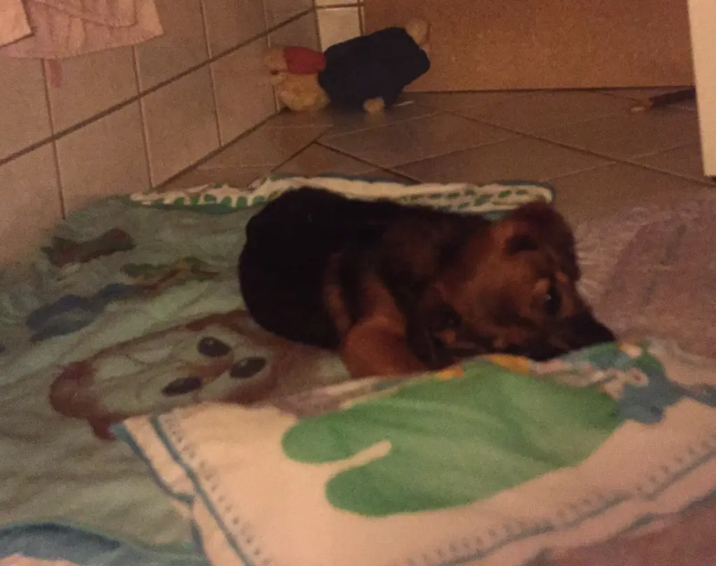 Andachtsbild von Manuela dein Frauchen 