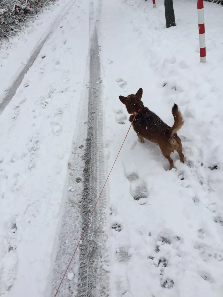 Andachtsbild von Manuela dein Frauchen