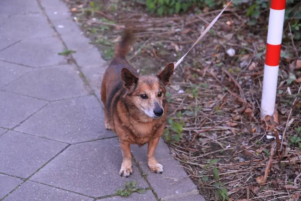 Andachtsbild von Manuela dein Frauchen