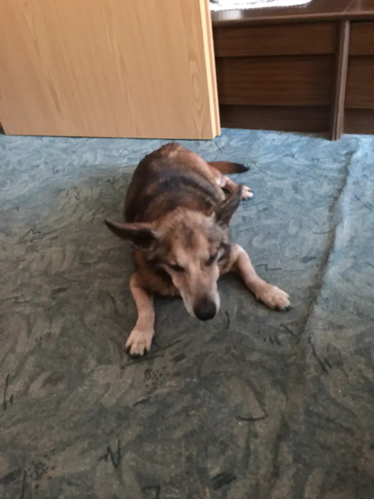 Andachtsbild von Manuela dein Frauchen