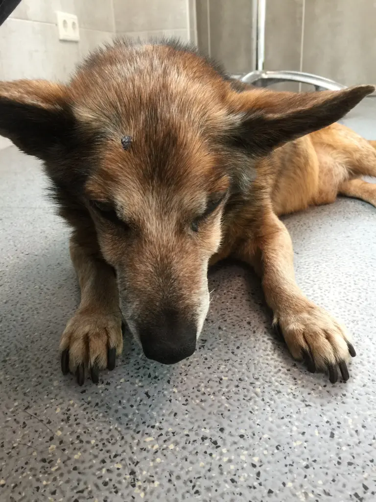 Andachtsbild von Manuela dein Frauchen