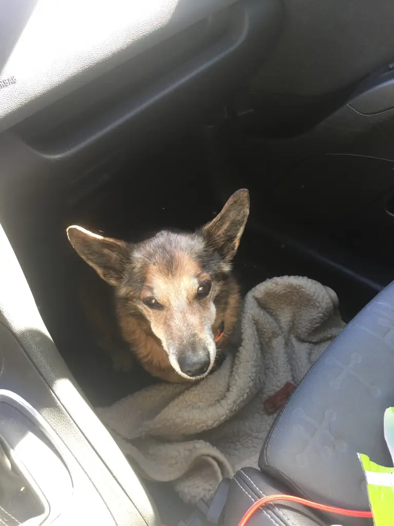 Andachtsbild von Manuela dein Frauchen